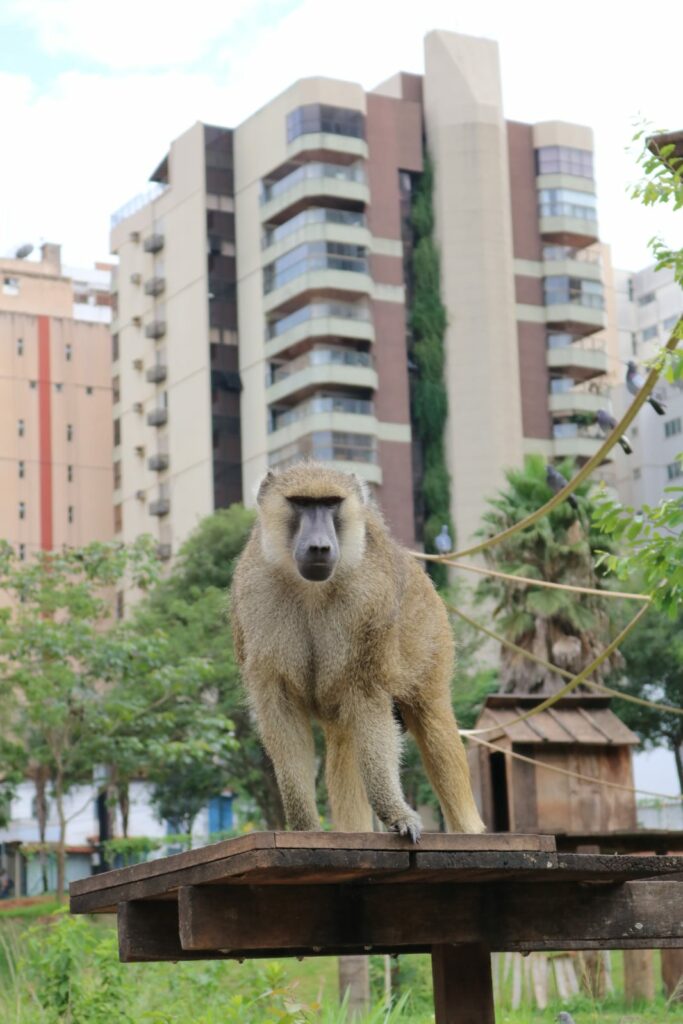 Macaco-aranha Cara Preta – Agência Municipal de Turismo, Eventos e