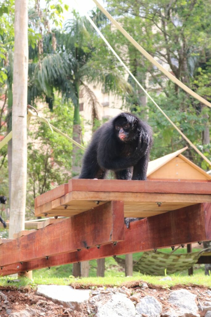 Macaco-aranha-preto - Fatos, dieta, habitat e fotos em