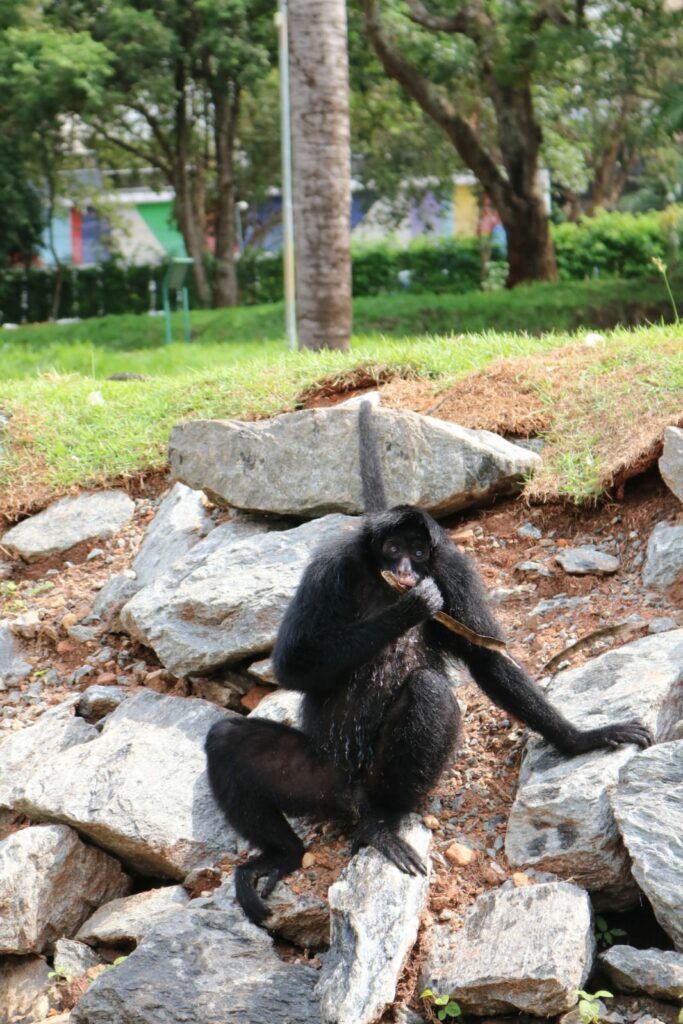Macaco-aranha - Saúde Animal