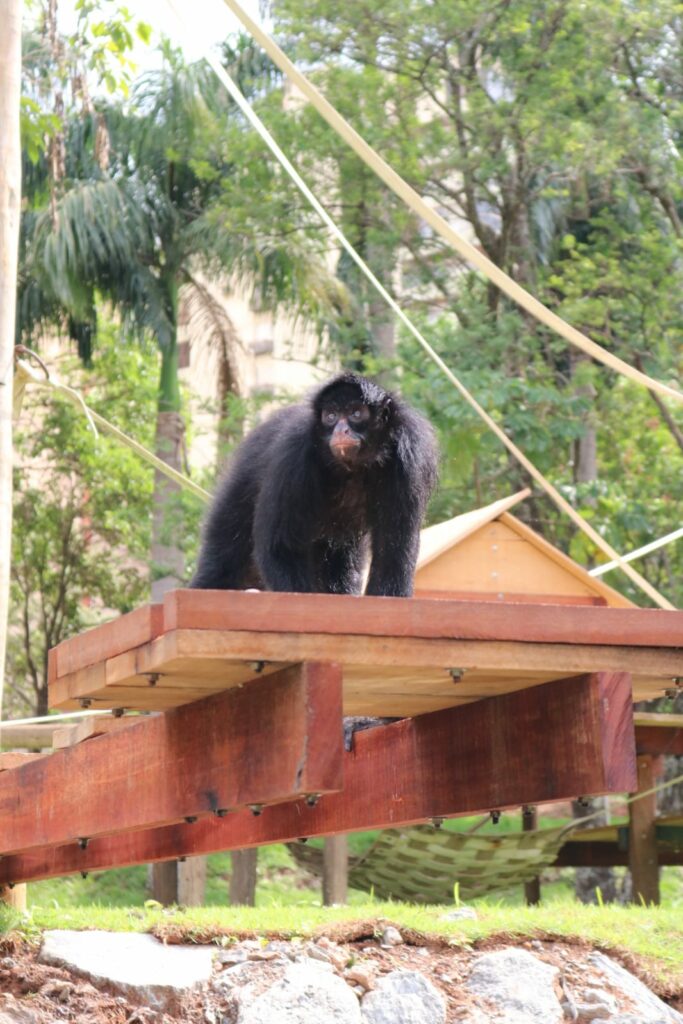 Macaco-aranha-preto-de-cara-preta da espécie ateles chamek