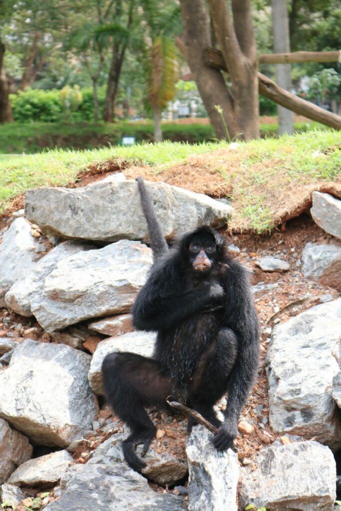 🎯 Macaco aranha de cara preta  Curiosidades dos Macaco-aranha-de