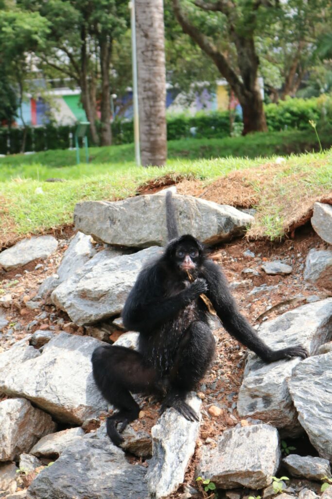 Macaco Aranha, Olha a pose do indivíduo!!!