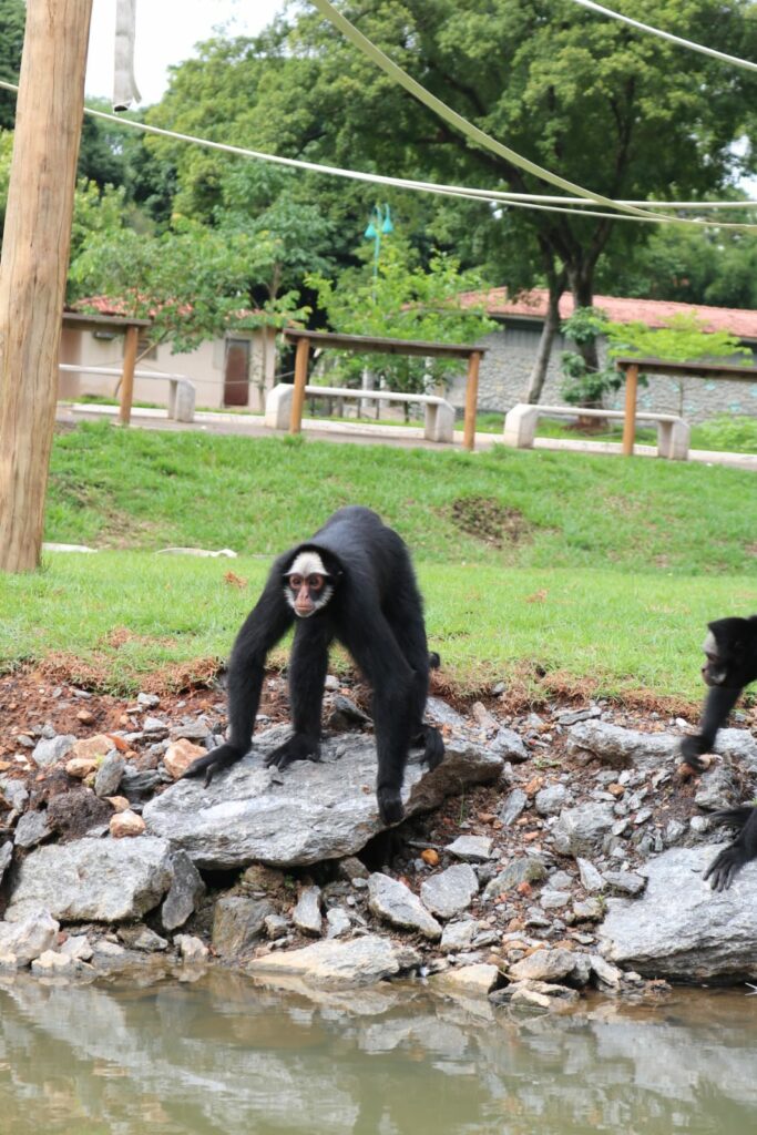 Macaco-aranha Cara Preta – Agência Municipal de Turismo, Eventos e Lazer