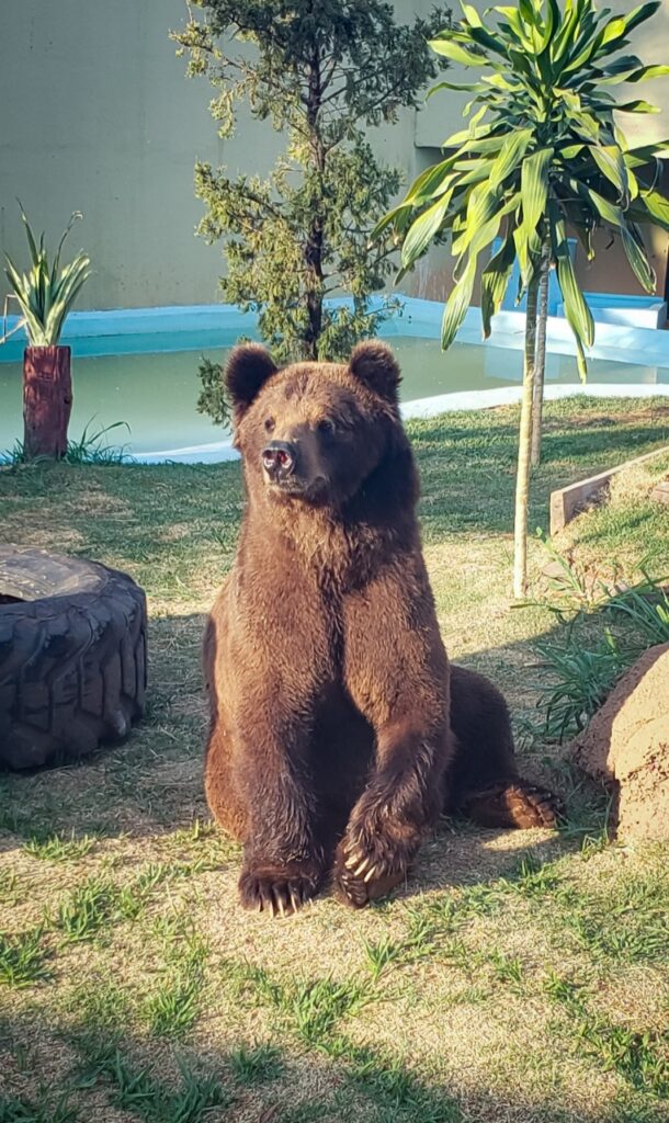 Macaco-aranha Cara Preta – Agência Municipal de Turismo, Eventos e Lazer