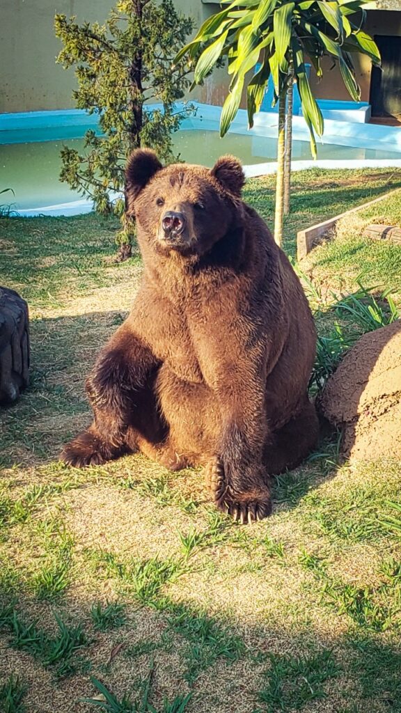 Macaco-aranha Cara Preta – Agência Municipal de Turismo, Eventos e Lazer