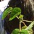 Projeto Goi�nia Mais Verde - Jardim Bot�nico