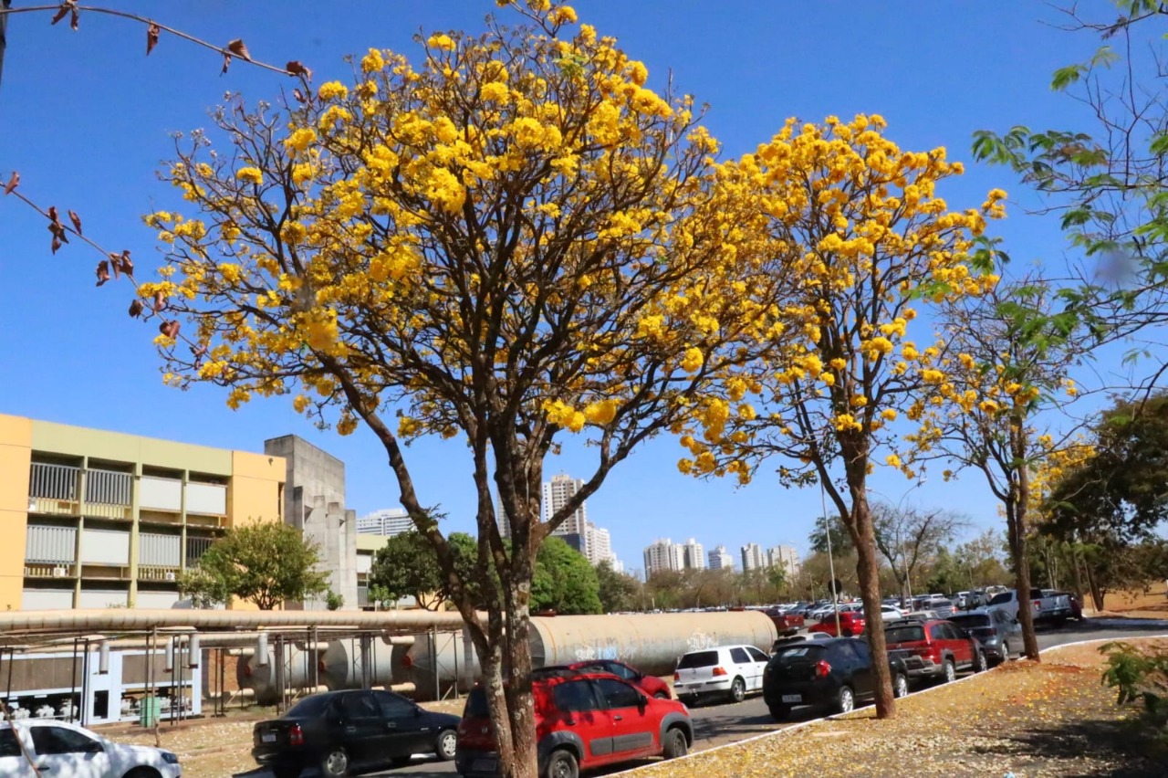 Gestão Rogério Cruz investe em arborização, e florada de ipês tem mais de  50 mil árvores na capital, em 2022 – Prefeitura de Goiânia