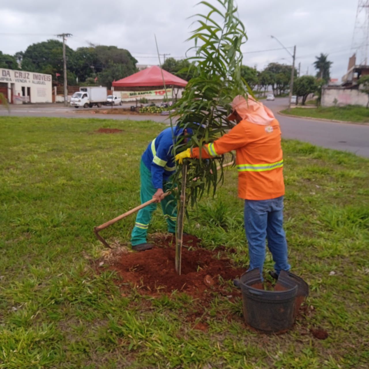 Prefeitura de Goiânia inicia plantio de 550 árvores em avenidas da Região Oeste