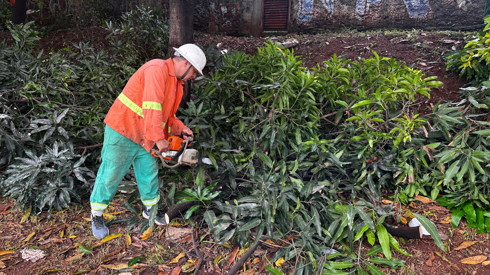 Prefeitura de Goiânia realiza limpeza de lama e remoção de árvores caídas após fortes chuvas