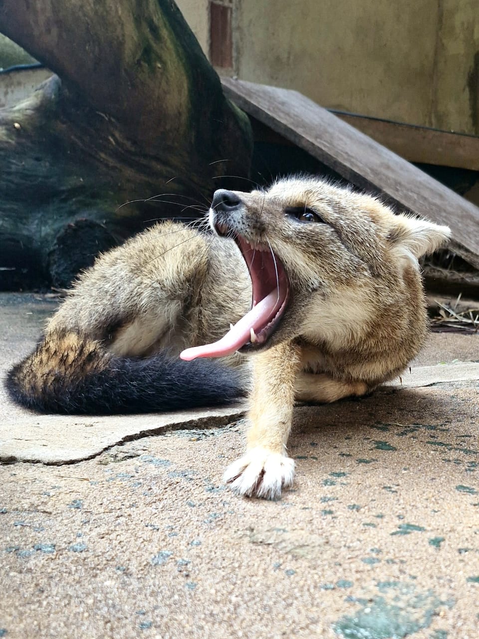 Zoológico de Goiânia apresenta dois novos moradores ao público