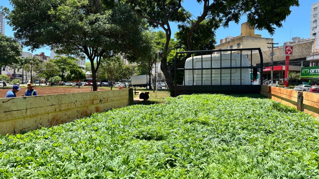 Comurg inicia Projeto Florescer em Goiânia com mais de 80 mil mudas ornamentais para embelezar a cidade. Comurg inicia Projeto Florescer em Goiânia com mais de 80 mil mudas ornamentais para embelezar a cidade.