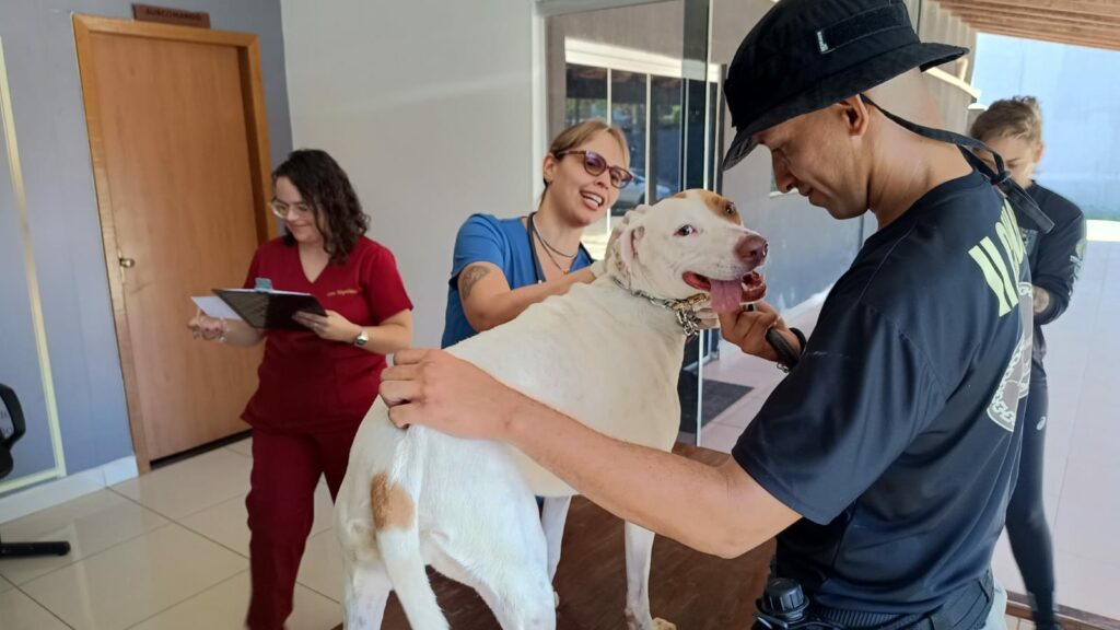 Prefeitura de Goiânia oferece atendimento veterinário a cães resgatados em treinamento policial para adoção responsável