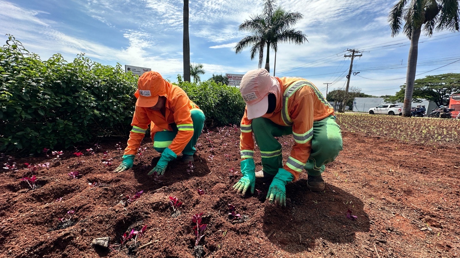 Comurg planeja plantar 76 mil mudas em praças e ruas de Goiânia até dezembro deste ano