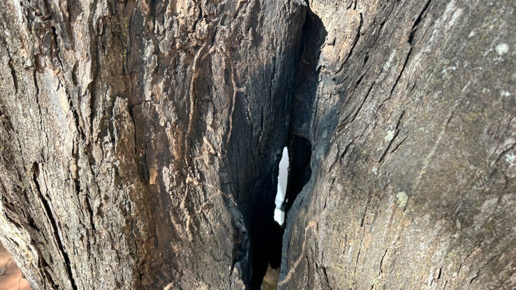 Prefeitura de Goiânia substitui árvores condenadas por novas espécies no Setor Sul para prevenir riscos de queda