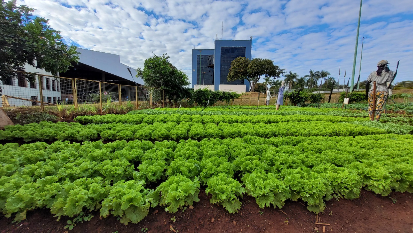 Prefeitura de Goiânia entrega hortaliças a 150 famílias para reforçar segurança alimentar no Cras Jardim Novo Mundo Prefeitura de Goiânia entrega hortaliças a 150 famílias para reforçar segurança alimentar no Cras Jardim Novo Mundo