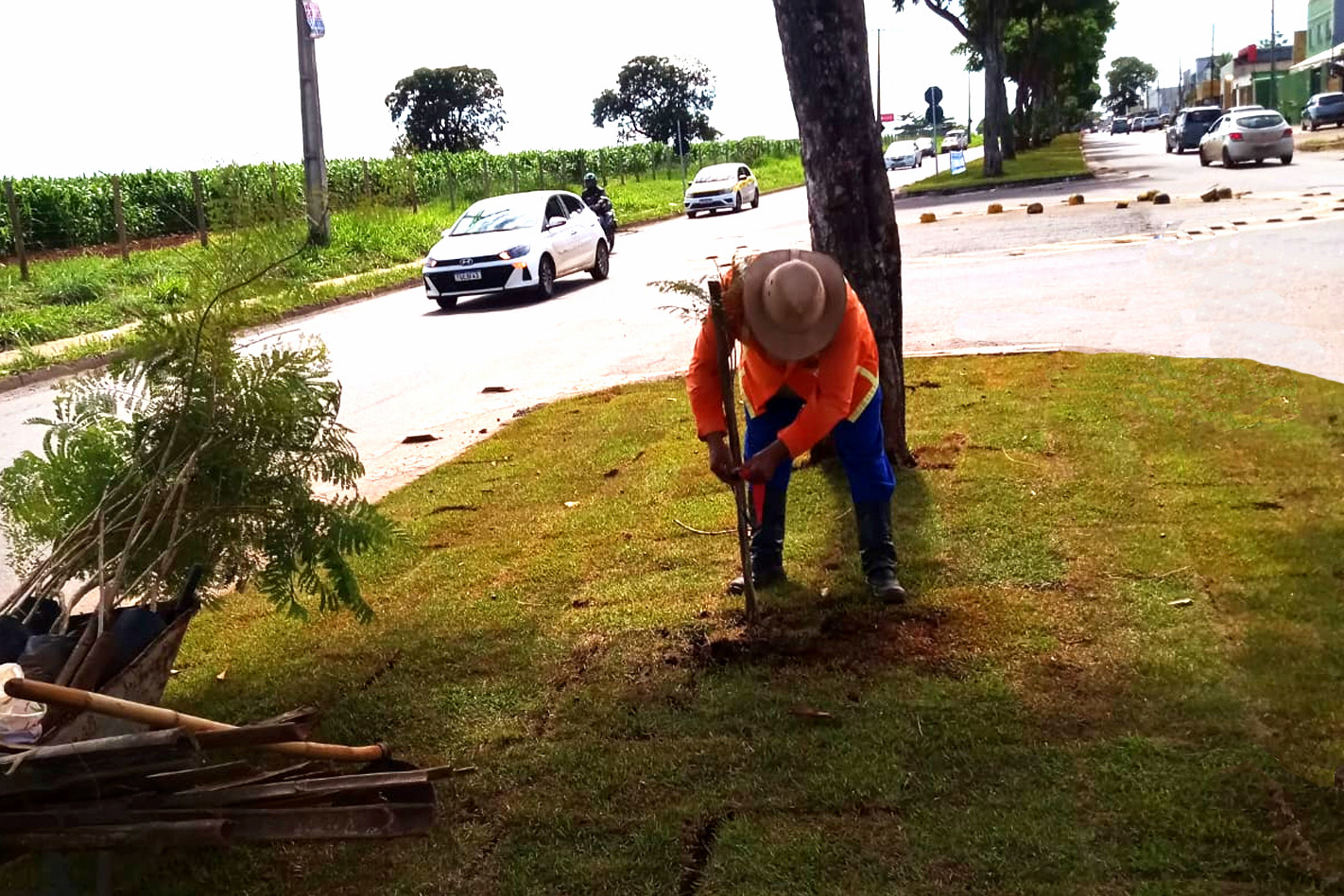 Comurg planta 150 árvores nativas para revitalização da Avenida Bela Vista entre Goiânia e Aparecida