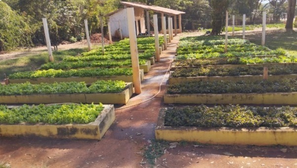 Prefeitura de Goiânia distribui 25 toneladas de alimentos de hortas comunitárias em 10 meses